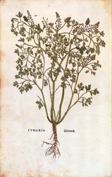 Fumaria comune (Fumaria officinalis)