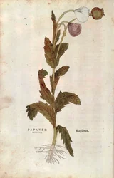 Papavero da campo