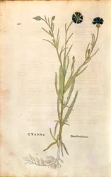 Fiordaliso (Centaurea cyanus) di Leonhart Fuchs da "De historia stirpium commentarii insignes", incisione colorata