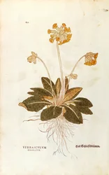 Primula veris officinalis (Verbasculum odoratum) da De historia stirpium commentarii insignes
