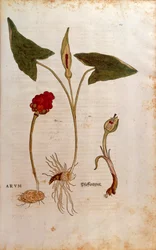 Gigaro italiano - Arum italicum (Arum) di Leonhart Fuchs da De historia stirpium commentarii insignes, incisione colorata