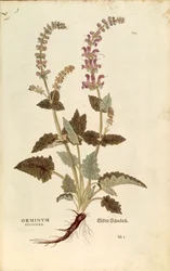 Bocca di drago (Horminum o Orminum sylvestre) di Leonhart Fuchs da De historia stirpium commentarii insignes (Notable Commentaries on the History of Plants), incisione colorata
