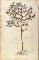 Larice europeo (Larix decidua) da De historia stirpium commentarii insignes