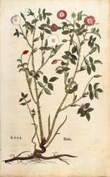 Rosa semprevirens, da De historia stirpium commentarii insignes