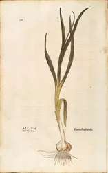 Aglio - Allium sativum (Allium hortense) di Leonhart Fuchs da De historia stirpium commentarii insignes, incisione colorata