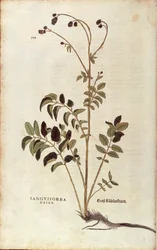 Pimpinella maggiore - Sanguisorba officinalis (Sanguisorba major) di Leonhart Fuchs da De historia stirpium commentarii insignes, incisione colorata