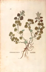 Edera terrestre - Glechoma hederacea (Chamaecissos) di Leonhart Fuchs da De historia stirpium commentarii insignes (Notable Commentaries on the History of Plants), incisione colorata
