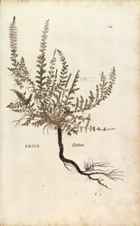 Erica - Calluna vulgaris, da De historia stirpium commentarii insignes