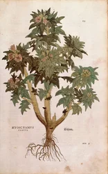 Giusquiamo - Hyoscyamus niger (Hyoscyamus flavus) di Leonhart Fuchs da De historia stirpium commentarii insignes (Notable Commentaries on the History of Plants), incisione colorata