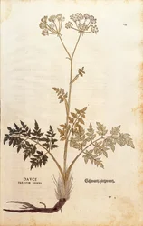 Finocchio porcino - Peucedanum cervaria (Dauci tertium genus) di Leonhart Fuchs da De historia stirpium commentarii insignes, incisione colorata
