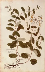 Caprifoglio (Lonicera periclymenum), da De historia stirpium commentarii insignes