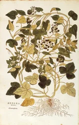 Edera (Hedera helix nigra aurea), da De historia stirpium commentarii insignes