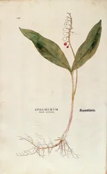 Convallaria majalis (Ephemerum non letale) da De historia stirpium commentarii insignes