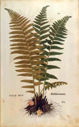Felce maschio (Dryopteris filix-mas) di Leonhart Fuchs da De historia stirpium commentarii insignes, incisione colorata