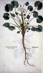 Malva Sylvestre (Grande Viola) - in "De Historia Stirpium commentarii insignia" di Leonhart Fuchs