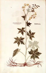 Aconito del nord (Aconitum lycoctonum) di Leonhart Fuchs da De historia stirpium commentarii insignes (Notable Commentaries on the History of Plants), incisione colorata