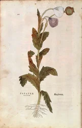 Papavero da oppio - Papaver somniferum (Papaver satiuum) di Leonhart Fuchs da De historia stirpium commentarii insignes (Notable Commentaries on the History of Plants), incisione colorata