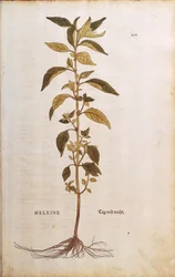 Parietaria officinalis (Helxine) da De historia stirpium commentarii insignes, incisione colorata