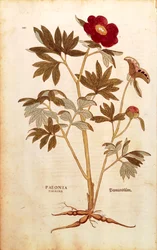 Peonia - Paeonia officinalis (Paeonia foemina) di Leonhart Fuchs da De historia stirpium commentarii insignes (Notable Commentaries on the History of Plants), incisione colorata