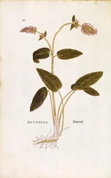 Betonica purpurea o erba del vescovo - Stachys officinalis (Betonica) di Leonhart Fuchs da De historia stirpium commentarii insignes (Commentari notevoli sulla storia delle piante) incisione colorata
