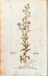 Raponzolo - Campanula rapunculus, da De historia stirpium commentarii insignes