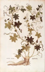 Bryonia dioica (Vitis alba), da De historia stirpium commentarii insignes