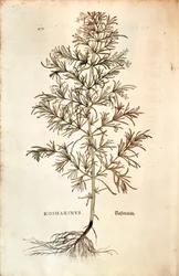 Rosmarino (Rosmarinus Officinalis)