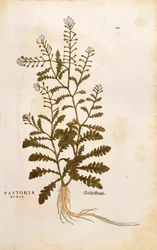Borsa del pastore - Capsella bursa-pastoris (Pastoria bursa) di Leonhart Fuchs da De historia stirpium commentarii insignes (Commentari notevoli sulla storia delle piante) incisione colorata