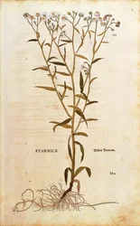 Achillea ptarmica (Ptarmice) da De historia stirpium commentarii insignes, incisione colorata
