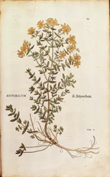Iperico (Hypericum perforatum) di Leonhart Fuchs da De historia stirpium commentarii insignes (Notable Commentaries on the History of Plants), incisione colorata