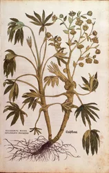 Elleboro puzzolente o Elleboro fetido - Helleborus foetidus (Helleborus niger adulterinus sylvestris) di Leonhart Fuchs da De historia stirpium commentarii insignes (Notable Commentaries on the History of Plants), incisione colorata