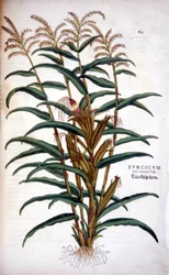 Il mais - in "De Historia Stirpium commentarii insignia" di Leonhart Fuchs