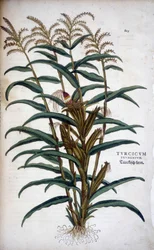 Turcicum Frumentum (Mais) - in "De Historia Stirpium commentarii insignes" di Leonhart Fuchs
