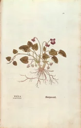 Viola (Viola odorata) da De historia stirpium commentarii insignes, incisione colorata