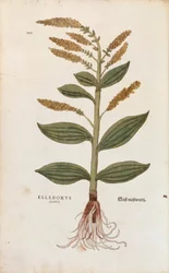Elleboro bianco - Veratrum album (Elleborus albus) da De historia stirpium commentarii insignes, incisione colorata