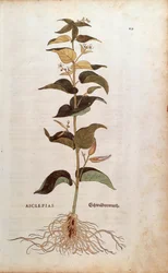 Cynanchum vincetoxicum (Asclepias) da De historia stirpium commentarii insignes