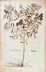 Ligustro selvatico (Ligustrum vulgare), da De historia stirpium commentarii insignes