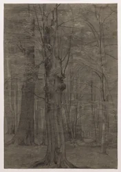 Alberi
