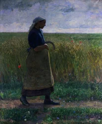 Cicalino