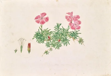 Garofano alpino (Dianthus alpinus)