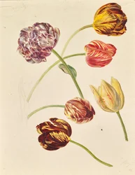 Tulipani