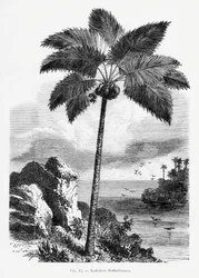 Disegno vintage di una palma I