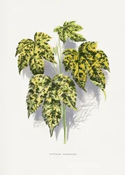 Illustrazione della foglia di Abutilon thompsoni