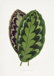 Illustrazione di una foglia di Calathea Veitchiana