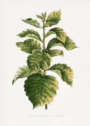Illustrazione di una foglia di biancospino comune