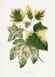 Illustrazione di una foglia verde