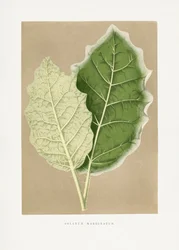 Illustrazione di una foglia verde di Solanum marginatum