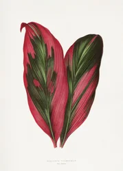 Illustrazione di una foglia di Dracaena terminalis rosa