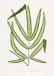 Illustrazione della foglia di Pteris cretica