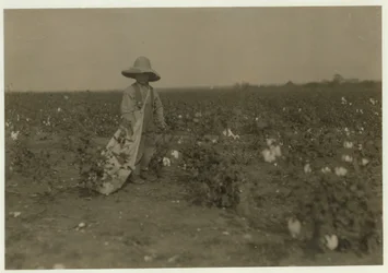 Willie Hesse di 5 anni raccoglie 15 libbre di cotone al giorno nella fattoria di 80 acri dei suoi genitori vicino a West, Texas, 1913
